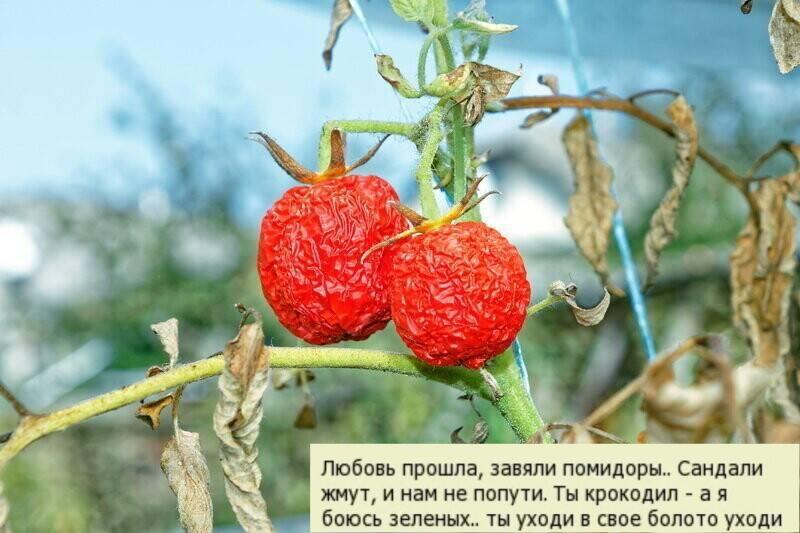 Завяли помидоры