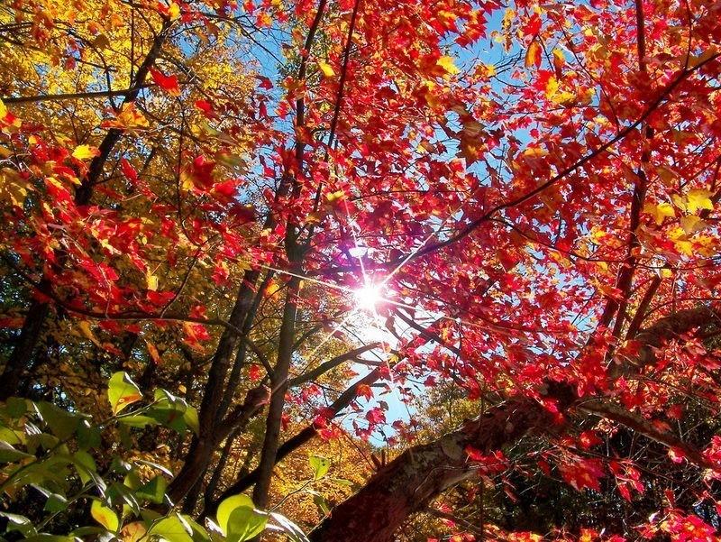С надрывом сердца встречи жду