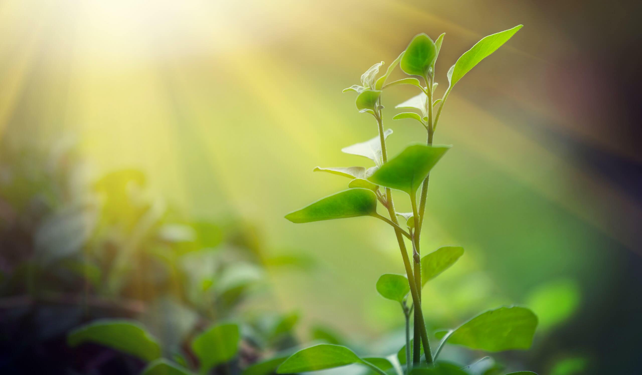 Быль – трава, небыль – вода