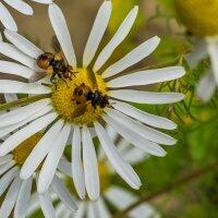 БОЛЬШАЯ РОМАШКОВАЯ СТРАНА…