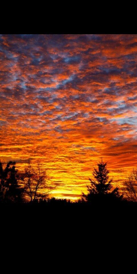 ХУДОЖНИК   ПРИРОДА