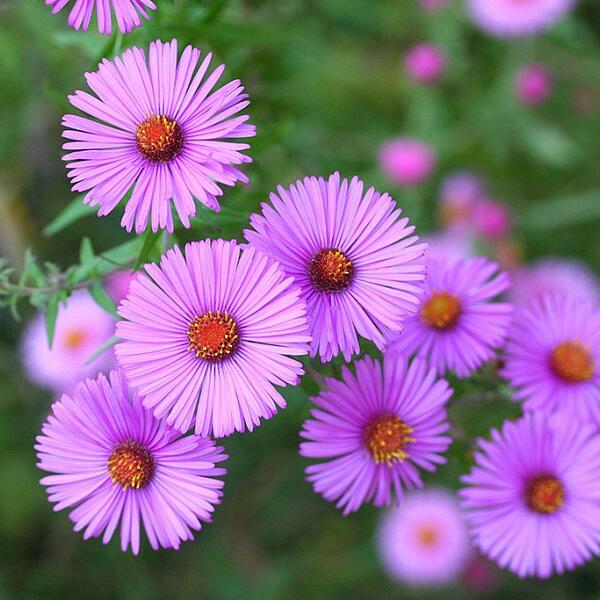 ИХ   ОСЕНЬ   ОБОЖАЕТ