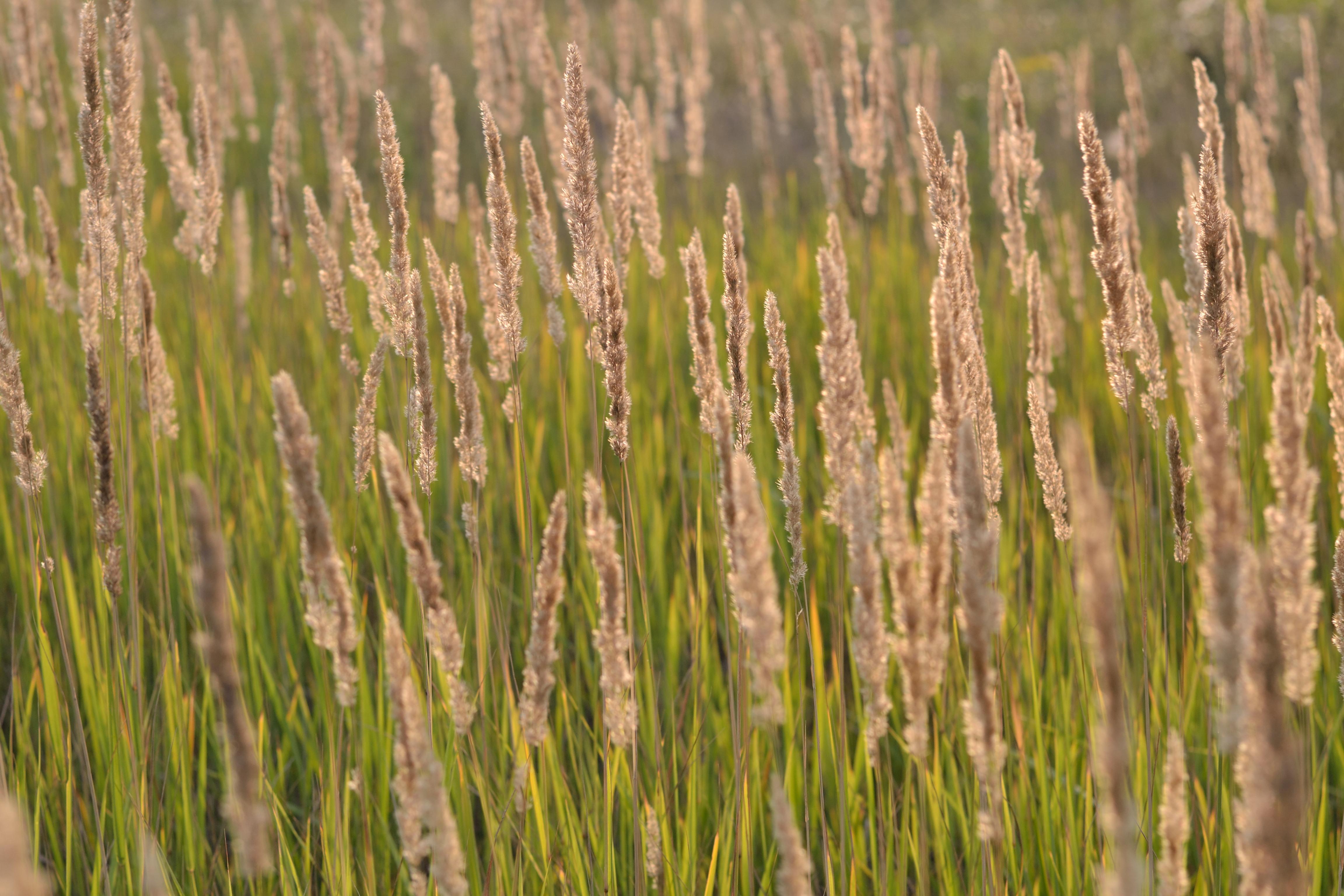 Звезда полей