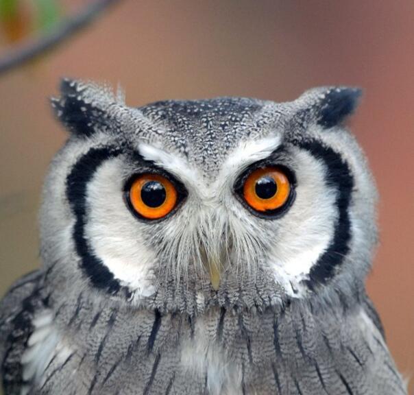 КАКИХ ЧУДЕС В ПРИРОДЕ НЕ БЫВАЕТ