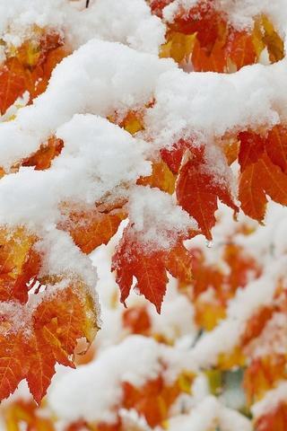 Первый снег