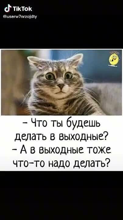 Кот мой. ДвуХстишье