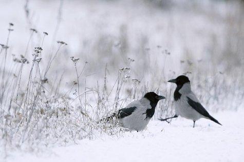 Снег и вороны