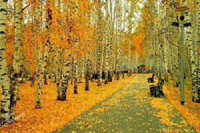 Грустят берёзки