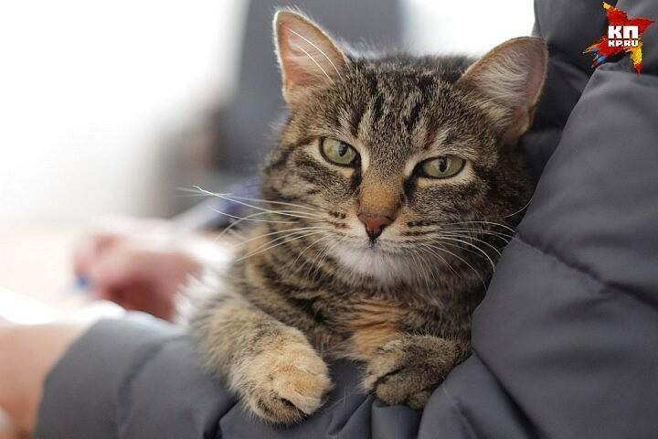 ДРУГ ЧЕЛОВЕКА