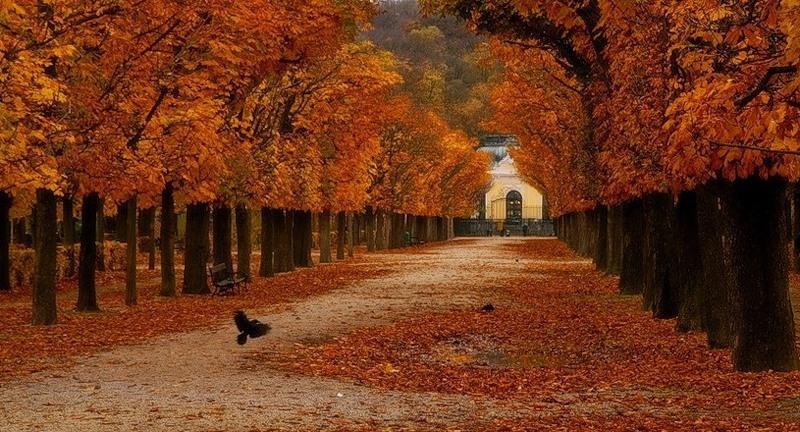 Принимаю парад у осеннего парка...