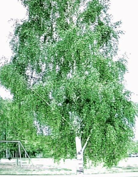 Белая берёзонька - 1979 г