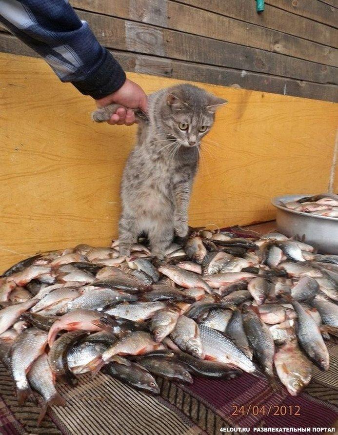 Отклик  на  стих  Милы  "Рыбалка  на  Камском  море"