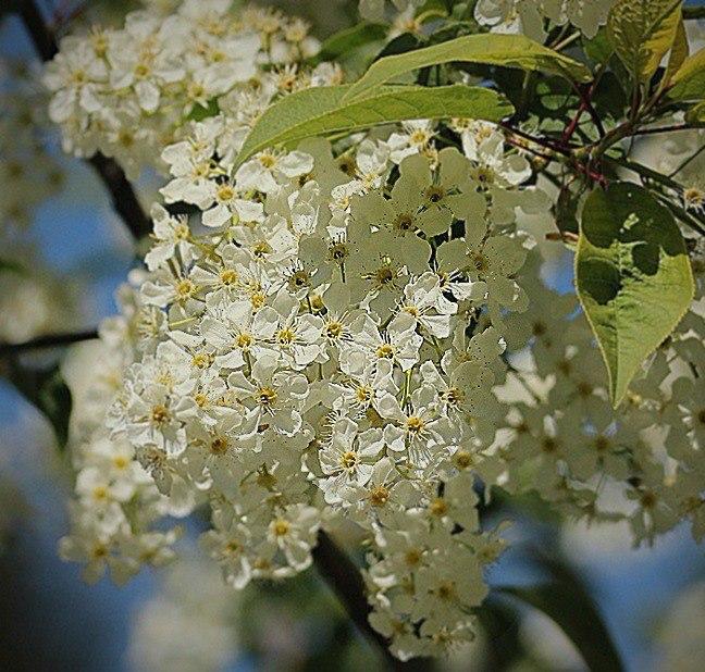 Апрельское хокку