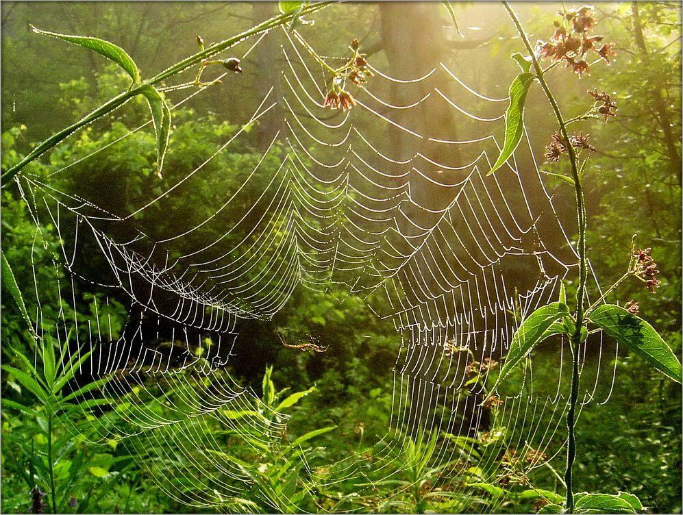 ЛЮБОПЫТНЫЕ   РОСЫ