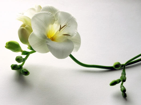 Правдивым нелегко на свете быть