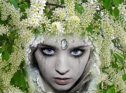 Черёмуха....