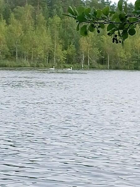 Два белых лебедя