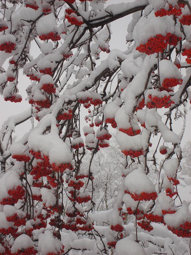 идет зима...