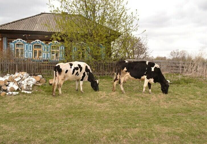 Просьба старика