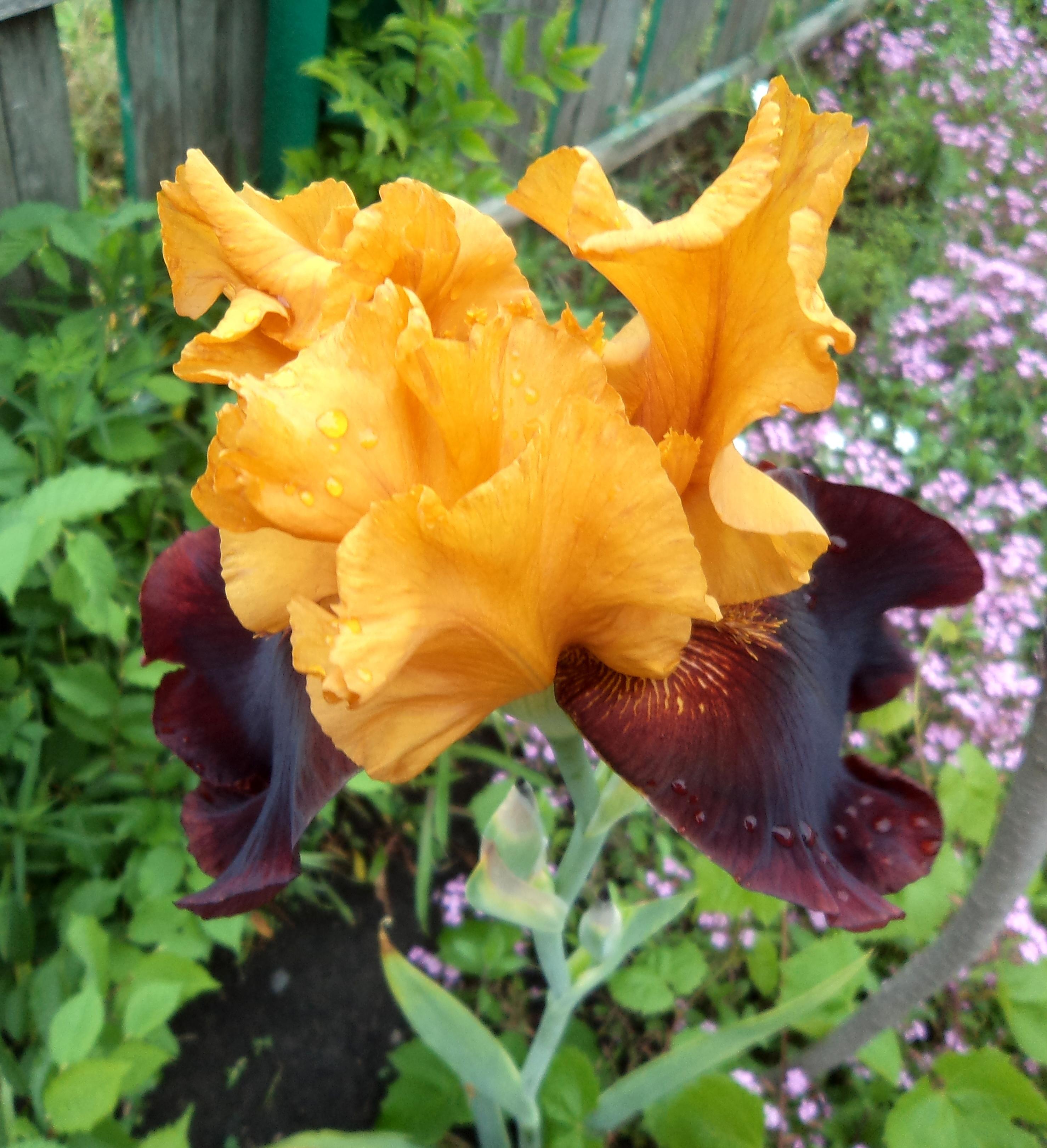 Я люблю крупный дождь под раздумия