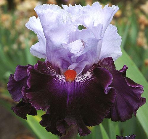 Распустившийся ирис