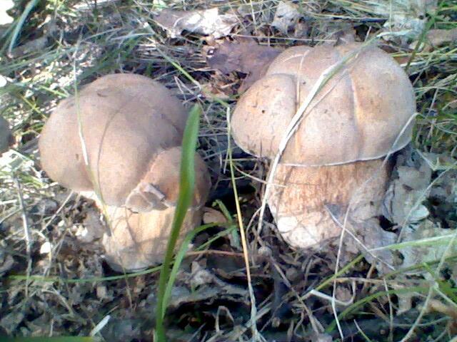 ОСЕНЬ С ВЛАГОЙ