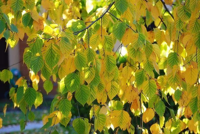 ОКТЯБРЬСКОЕ НАСТРОЕНИЕ