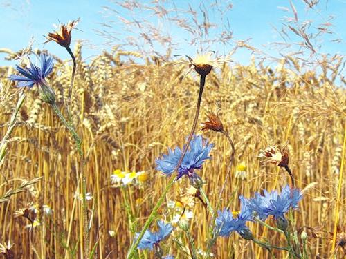 Васильки в озимых