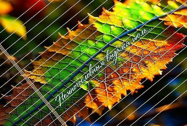 Немногословным выдался июль...