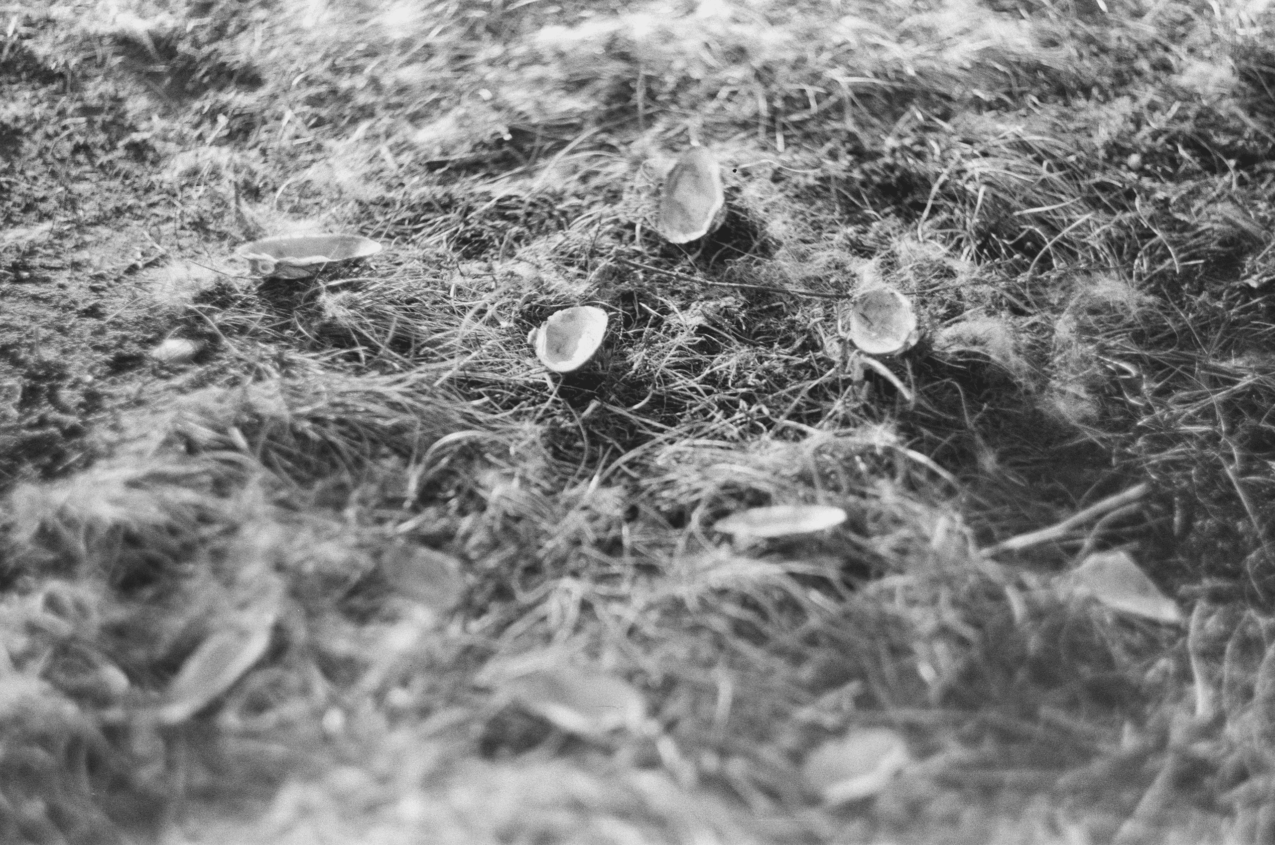 Шкатулка с жемчужинами