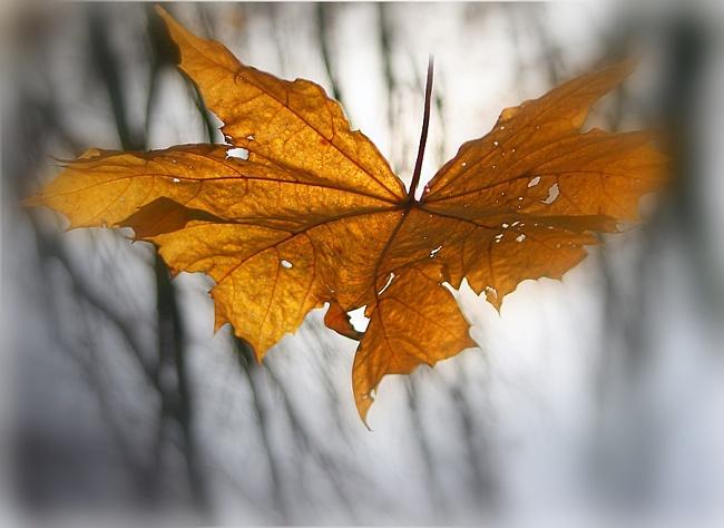 Осенний каприз