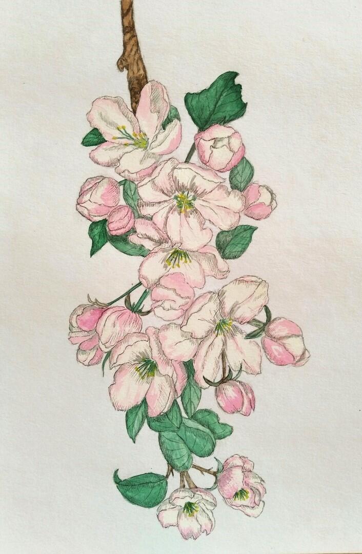 Яблоня в цвету