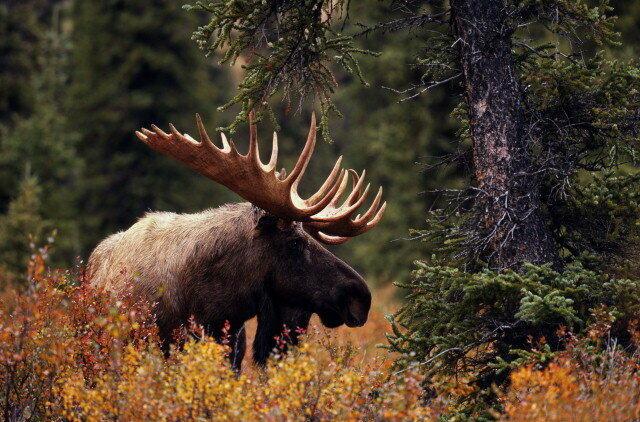 Случай со мной в лесу на 26 км Ленинградского шоссе