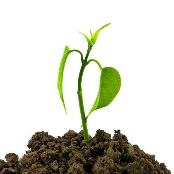 ИЗ РОСТКА, ПОСАЖЕННОЮ МУЗОЙ...