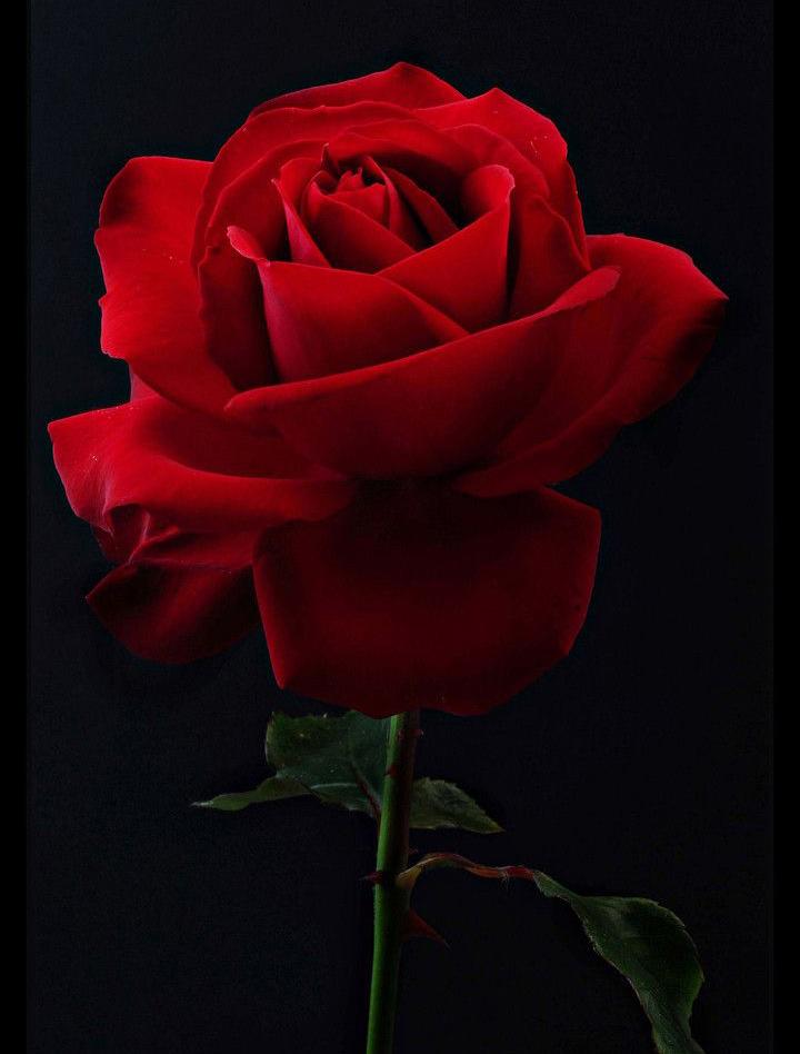 Страстная нежность.