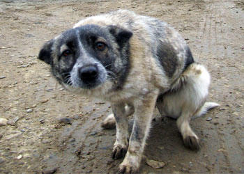 Беспородные души