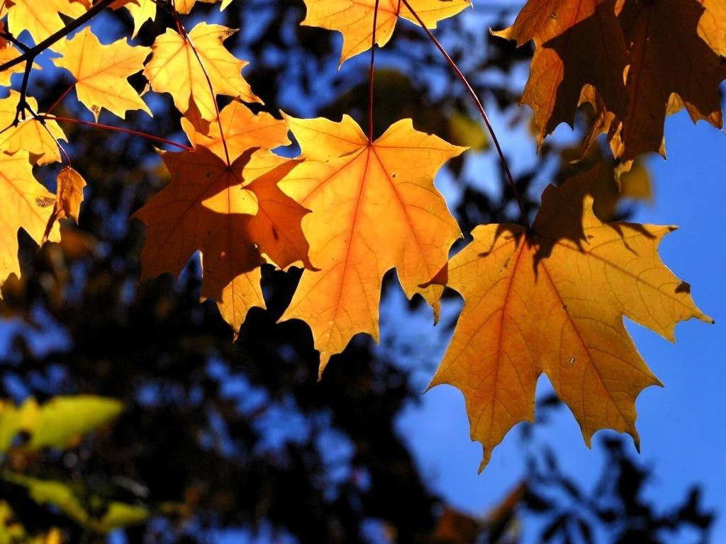 Осенние листья ( стихотворение с элементами неологизмов*)