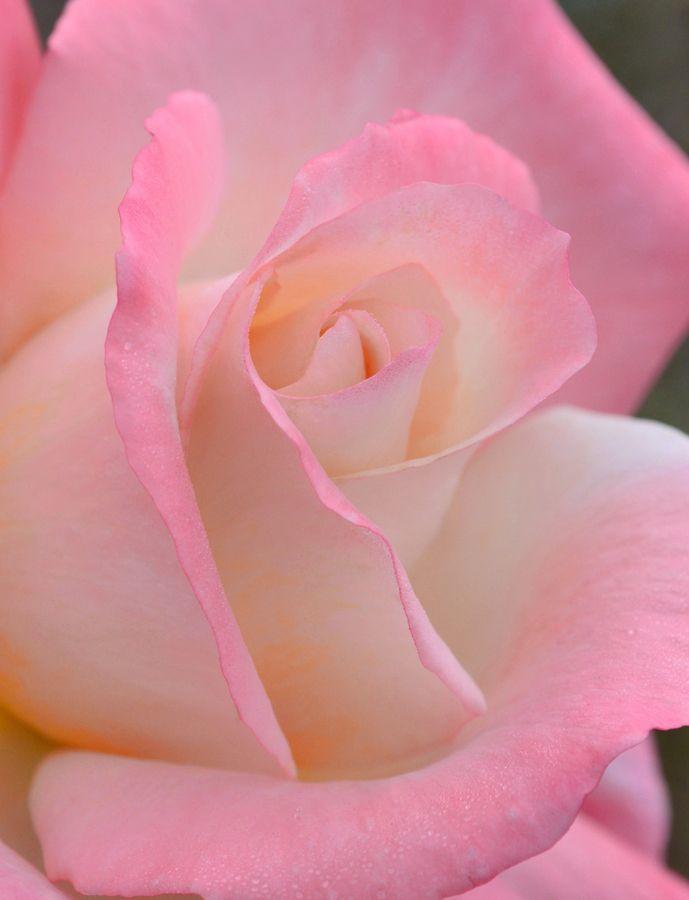 ЦВЕТЫ ПОМОГУТ ПОЗАБЫТЬ НЕНАСТЬЕ