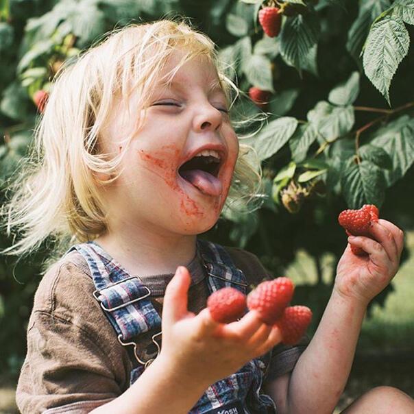 КАК РАСТЁТ МАЛИНА