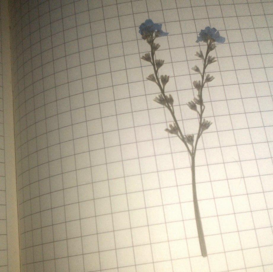 Гербарий ...