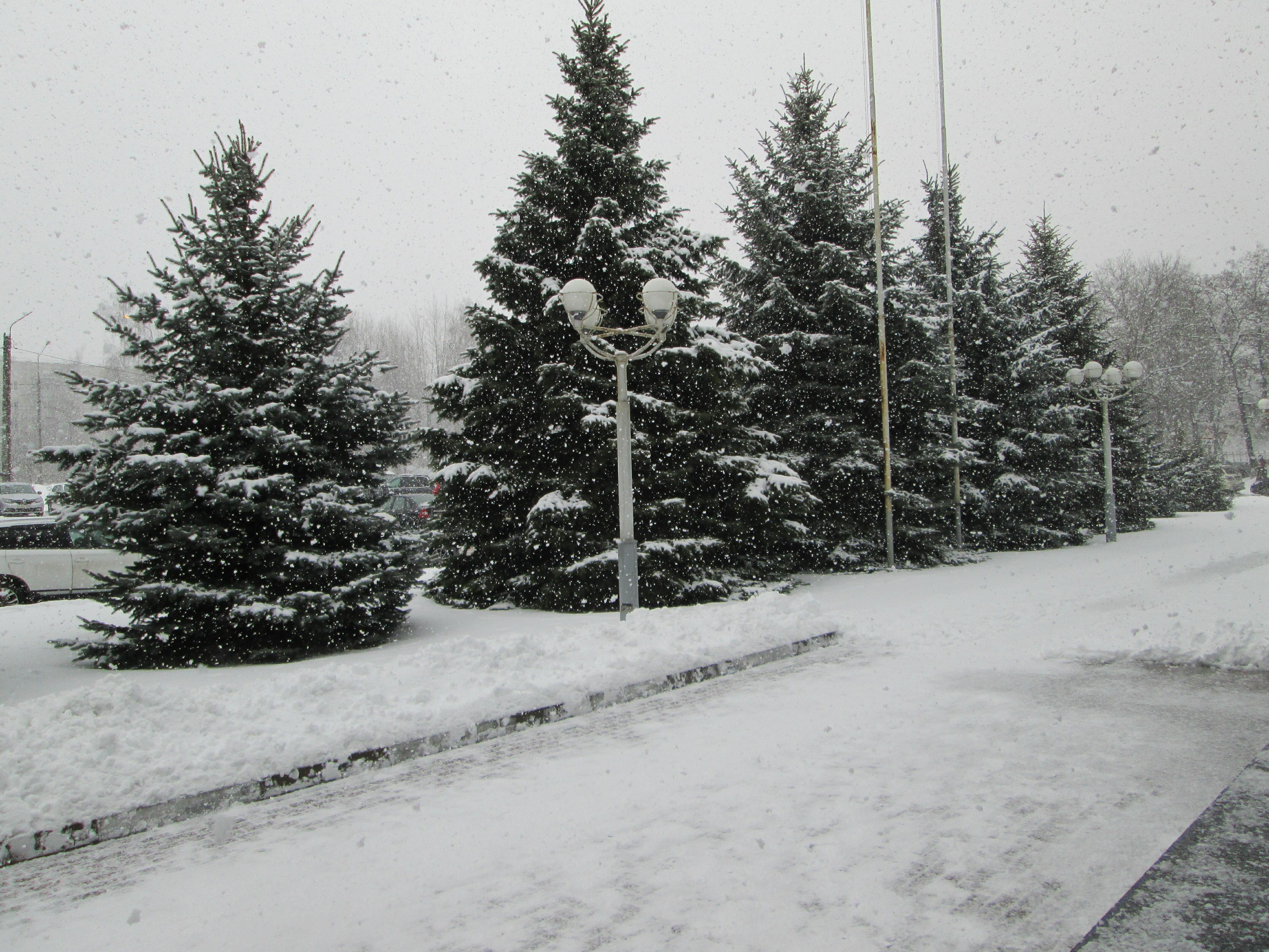 НЕ РУБИТЕ ЁЛОЧКИ