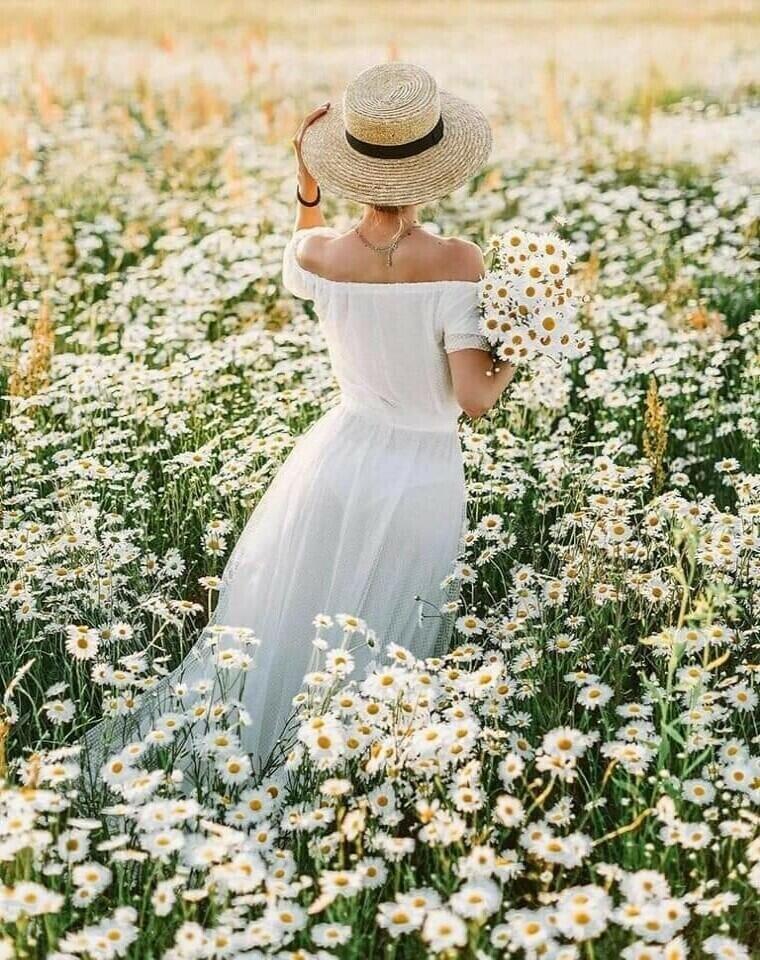 Ромашковое поле