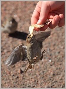 задира воробей