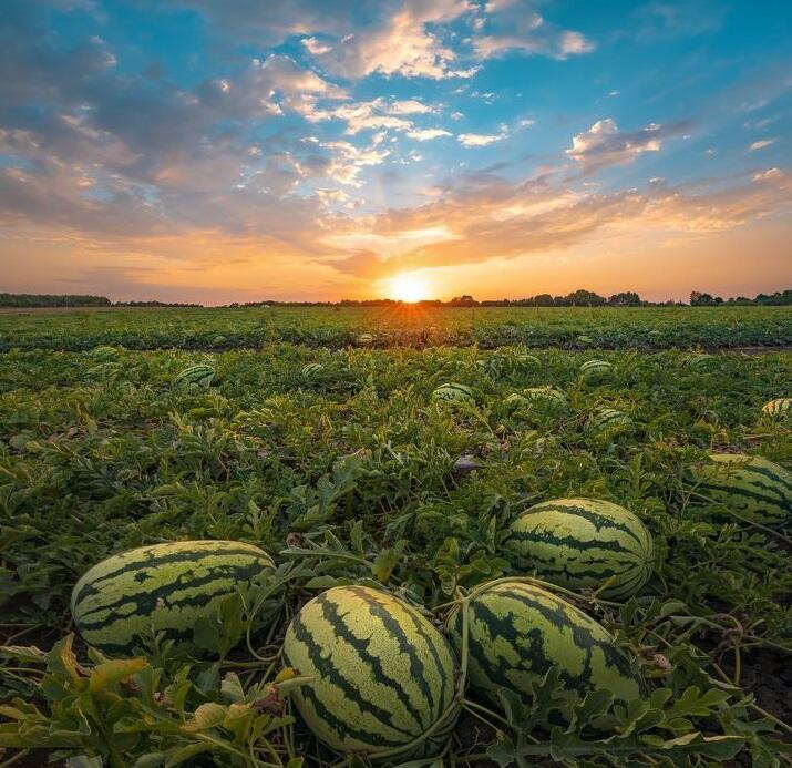 На заснеженной бахче 18+