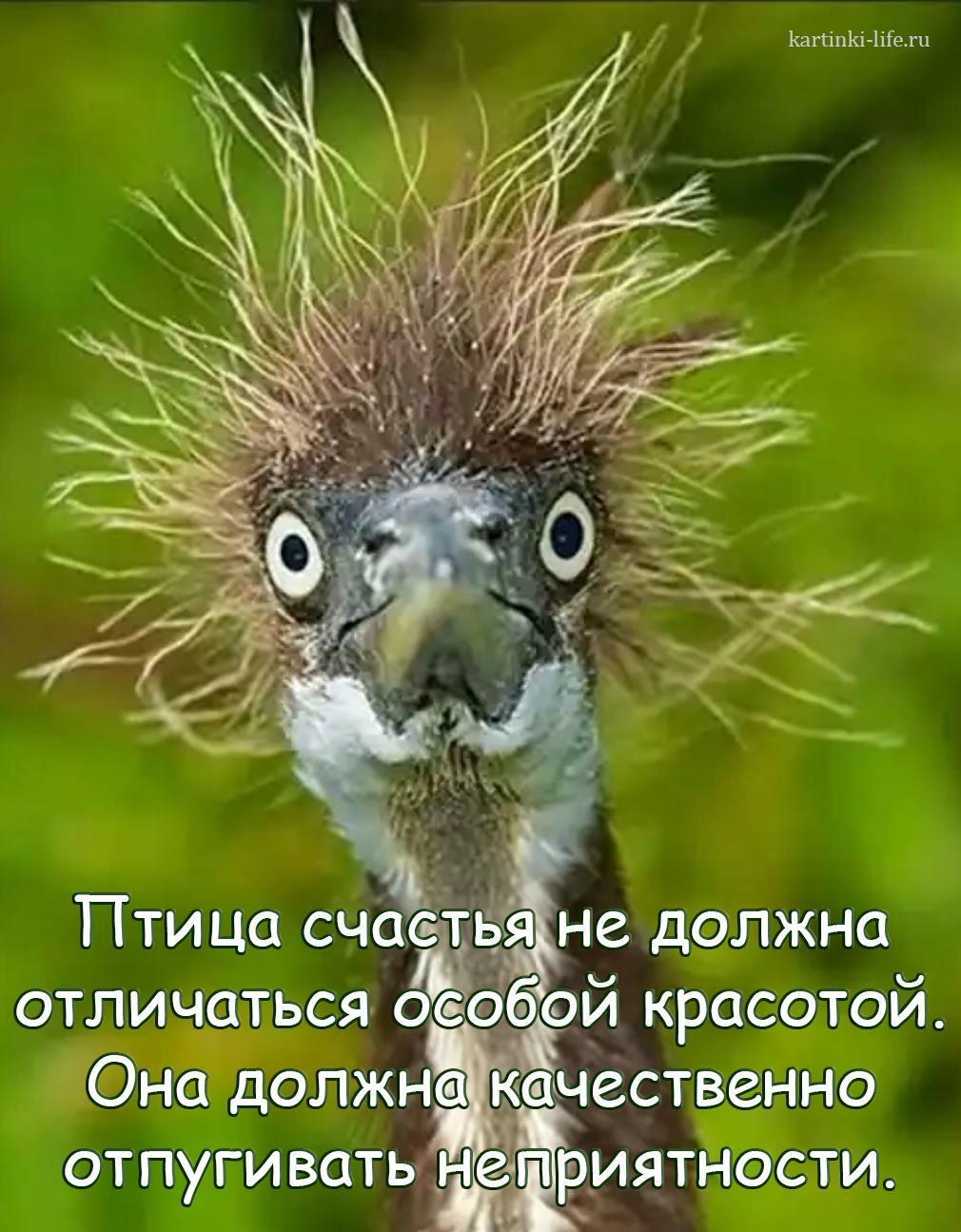 Птица счастья