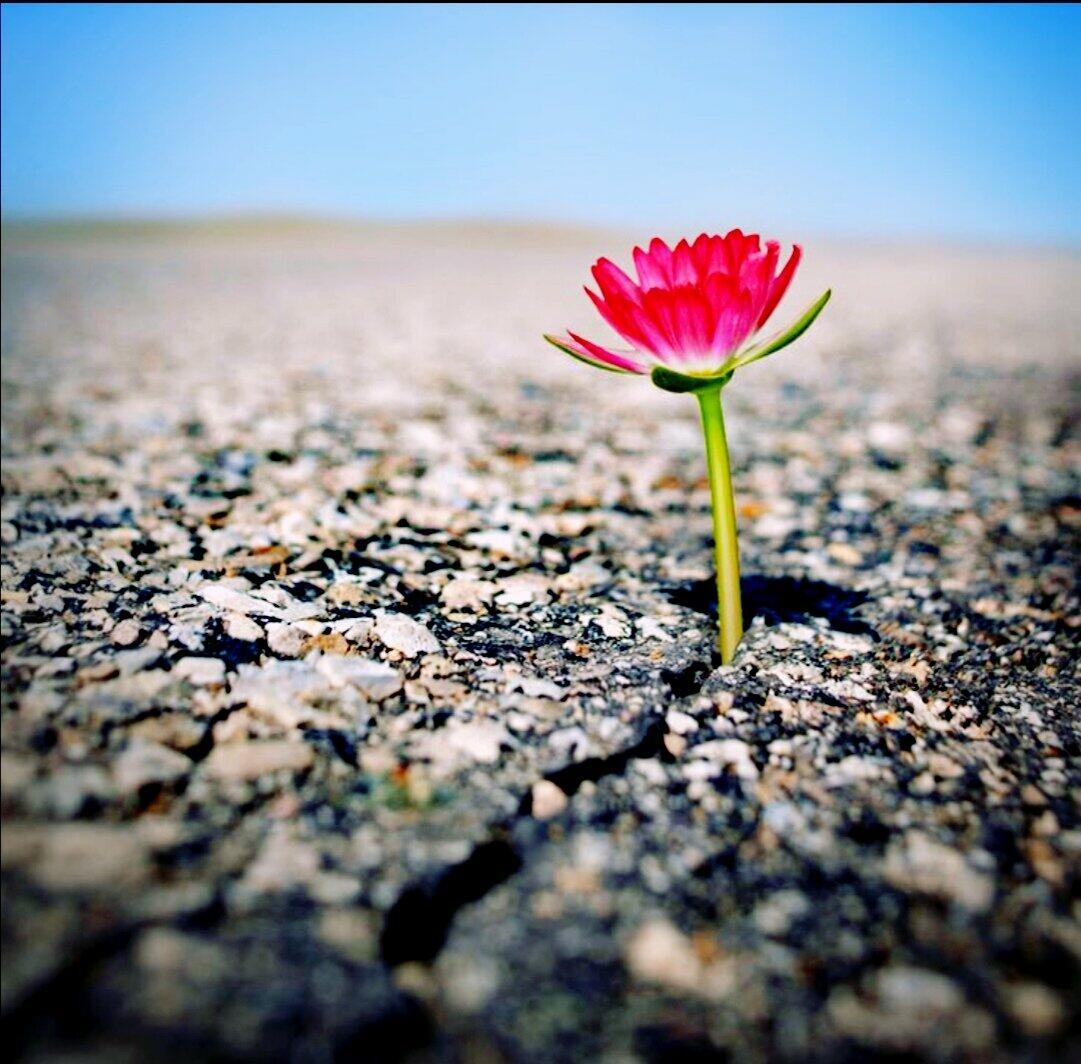 Сила жизни - внутренняя сила