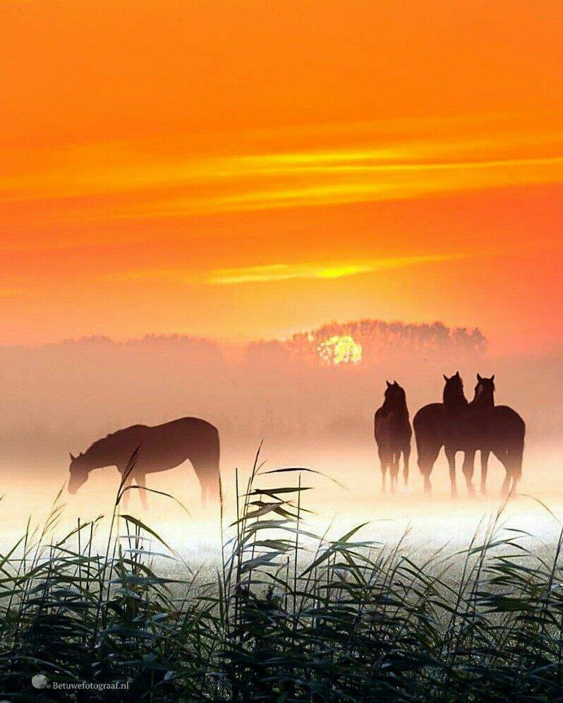 Солнца! Неба! Любви! 