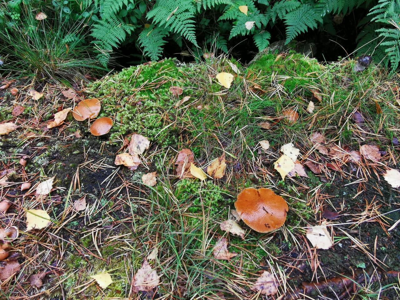 КРАСОТА ПРИРОДЫ