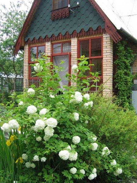 КУСТ КАЛНЫ В САДУ