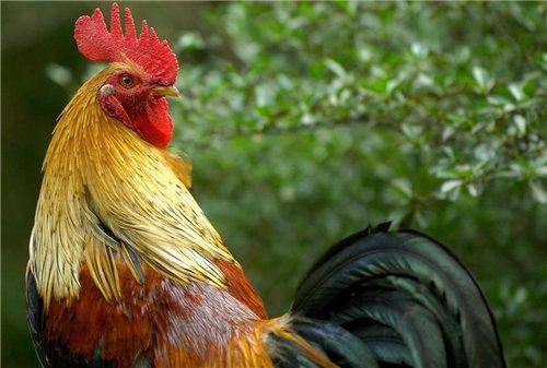 ну что Петух, придешь ты скоро